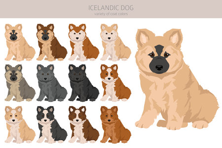 Icelandic dog puppy clipart. Different poses, coat colors set. Vector illustrationのイラスト素材