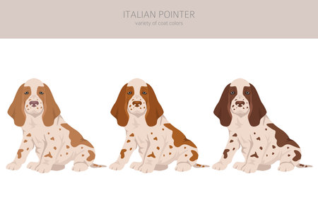 Italian pointer puppy clipart. Different poses, coat colors set. Vector illustrationのイラスト素材