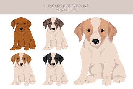 Hungarian greyhound puppy clipart. Different poses, coat colors set. Vector illustrationのイラスト素材