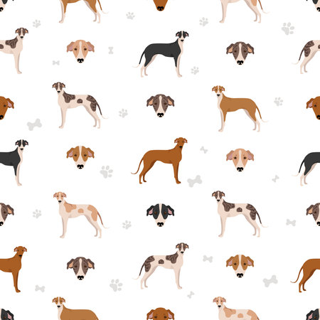 Hungarian greyhound seamless pattern. Different poses, coat colors set. Vector illustrationのイラスト素材