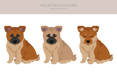 Hallefors elkhound clipart. Different poses, coat colors set. Vector illustrationのイラスト素材