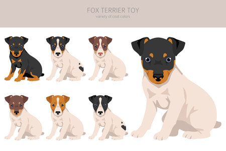 Fox terrier toy puppy clipart. Different poses, coat colors set. Vector illustrationのイラスト素材