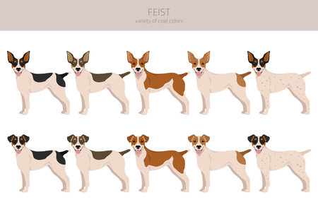 Feist dog clipart. Different coat colors set. Vector illustrationのイラスト素材