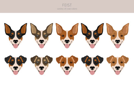 Feist dog clipart. Different coat colors set. Vector illustrationのイラスト素材