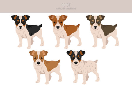 Feist dog clipart. Different coat colors set. Vector illustrationのイラスト素材