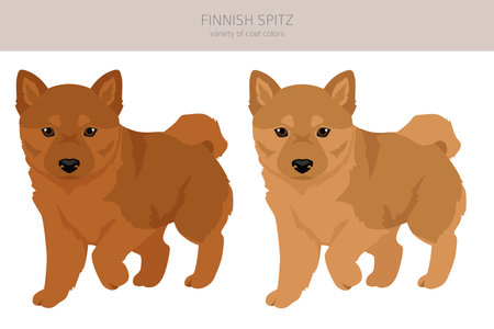 Fiinnish spitz puppy clipart. Different poses, coat colors set. Vector illustrationのイラスト素材