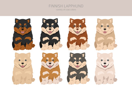 Fiinnish lapphund puppy clipart. Different poses, coat colors set. Vector illustrationのイラスト素材