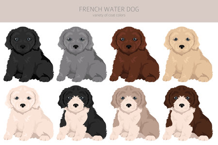 French water dog puppy clipart. Different poses, coat colors set. Vector illustrationのイラスト素材