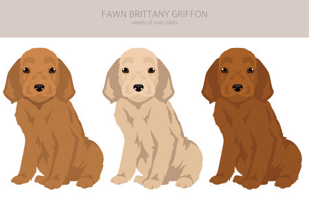 Fawn Brittany Griffon puppy clipart. Different coat colors set. Vector illustrationのイラスト素材