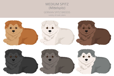 German spitz, Medium spitz puppy clipart. Different poses, coat colors set. Vector illustrationのイラスト素材