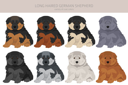 Long haired german shepherd puppy dog in different coat colors clipart. Vector illustrationのイラスト素材