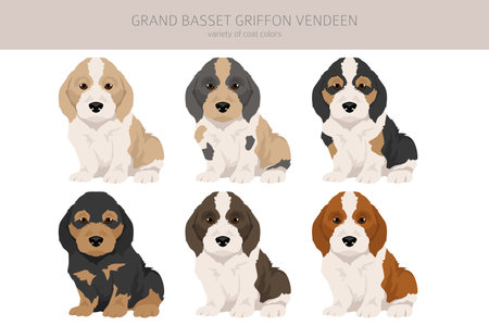 Grand basset griffon vendeen puppy clipart. Different poses, coat colors set. Vector illustrationのイラスト素材