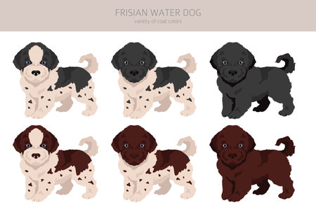 Frisian water dog puppy clipart. Different poses, coat colors set. Vector illustrationのイラスト素材