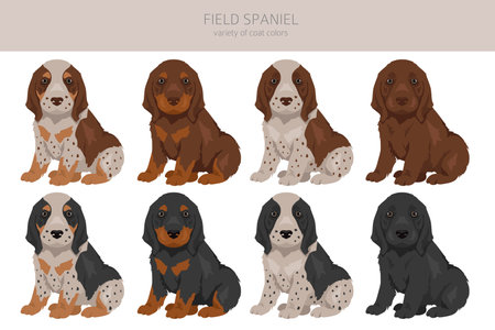 Field spaniel puppy clipart. Different poses, coat colors set. Vector illustrationのイラスト素材