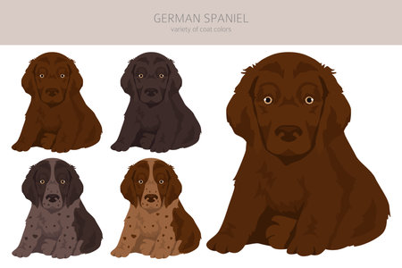 German spaniel puppy clipart. Different poses, coat colors set. Vector illustrationのイラスト素材