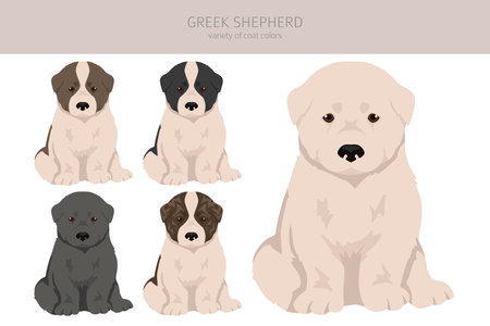 Greek Shepherd clipart. Different coat colors set. Vector illustrationのイラスト素材