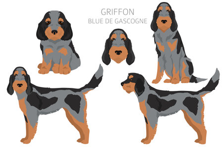 Griffon Blue de Gascogne clipart. Different coat colors set. Vector illustrationのイラスト素材
