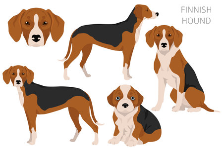 Finnish Hound clipart. Different coat colors set. Vector illustrationのイラスト素材