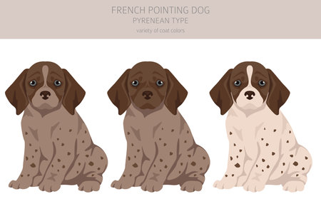 French pointing dog, Pyrenean type puppy clipart. Different poses, coat colors set. Vector illustrationのイラスト素材