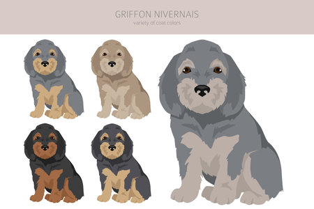 Griffon Nivernais puppy clipart. Different coat colors set. Vector illustrationのイラスト素材