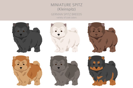 German spitz puppy, Miniature spitz clipart. Different poses, coat colors set. Vector illustrationのイラスト素材