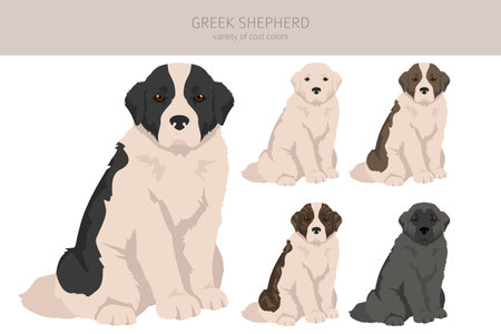 Greek Shepherd clipart. Different coat colors set. Vector illustrationのイラスト素材