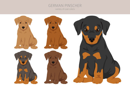 German pinscher puppy clipart. Different poses, coat colors set. Vector illustrationのイラスト素材