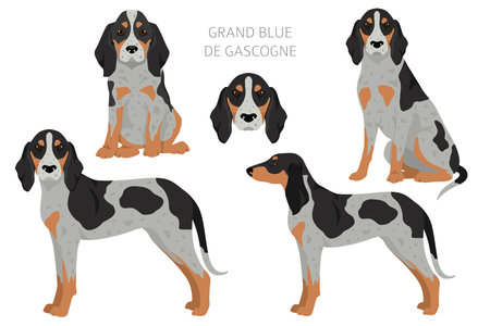 Grand Bleu de Gascogne clipart. Different coat colors set. Vector illustrationのイラスト素材