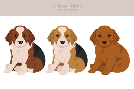 German Hound puppy clipart. Different coat colors set. Vector illustrationのイラスト素材