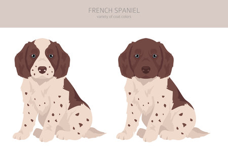 French spaniel puppy clipart. Different poses, coat colors set. Vector illustrationのイラスト素材