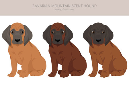 Bavarian mountain scent hound puppy clipart. Different coat colors and poses set. Vector illustrationのイラスト素材