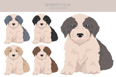 Bearded Collie dog puppy clipart. All coat colors set. Different position. All dog breeds characteristics infographic. Vector illustrationのイラスト素材