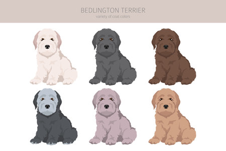 Bedlington terrier puppy clipart. Different coat colors and poses set. Vector illustrationのイラスト素材
