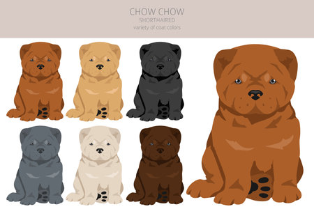 Chow chow shorthaired variety puppy clipart. Different poses, coat colors set. Vector illustrationのイラスト素材