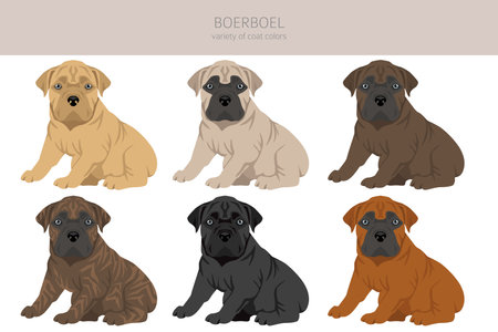 Boerboel puppy clipart. Different coat colors and poses set. Vector illustrationのイラスト素材