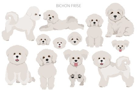 Bichon frise clipart. Different coat colors and poses set. Vector illustrationのイラスト素材