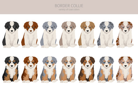 Border collie puppies clipart. All coat colors set. All dog breeds characteristics infographic. Vector illustrationのイラスト素材