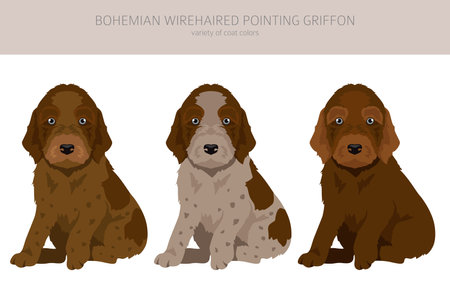 Bohemian wirehaired Pointing Griffon puppy clipart. Different coat colors and poses set. Vector illustrationのイラスト素材