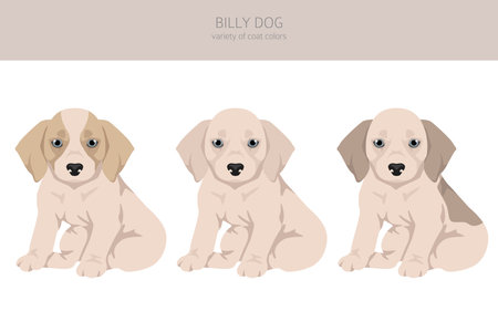 Billy dog puppy clipart. Different coat colors and poses set. Vector illustrationのイラスト素材
