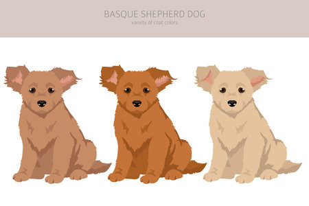Basque Shepherd dog all colors puppy clipart. Different coat colors and poses set. Vector illustrationのイラスト素材