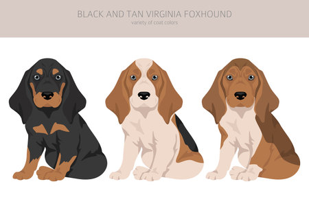 Black and tan Virginia Foxhound puppy clipart. Different coat colors and poses set. Vector illustrationのイラスト素材