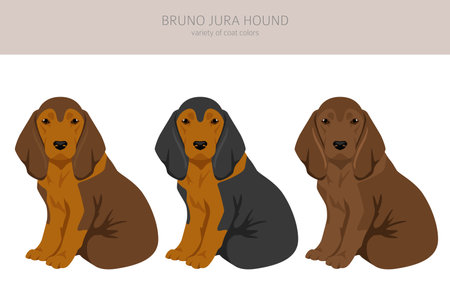 Bruno Jura hound puppy clipart. Different coat colors and poses set. Vector illustrationのイラスト素材