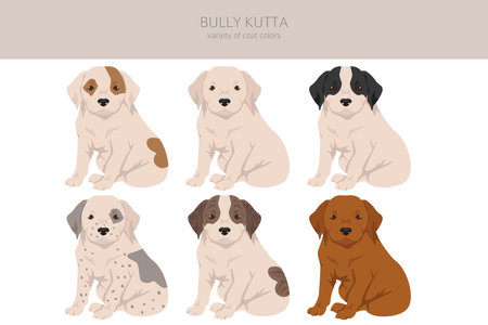 Bully Kutta puppy clipart. Different coat colors and poses set. Vector illustrationのイラスト素材