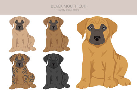 Black mouth cur puppy clipart. Different coat colors and poses set. Vector illustrationのイラスト素材