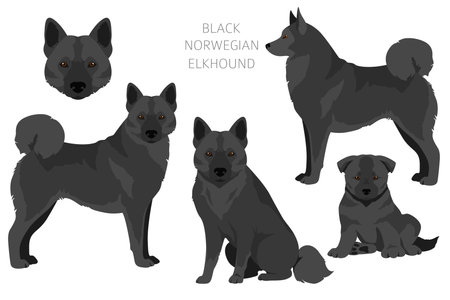 Black norwegian elkhound clipart. Different coat colors and poses set. Vector illustrationのイラスト素材