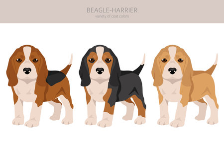 Beagle Harrier all colors puppy clipart. Different coat colors and poses set. Vector illustrationのイラスト素材