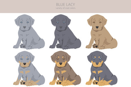 Blue Lacy puppy clipart. Different coat colors and poses set. Vector illustrationのイラスト素材