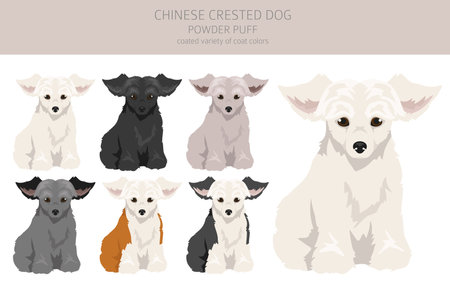 Chinese crested dog coated variety puppy clipart. Different poses, coat colors set. Vector illustrationのイラスト素材