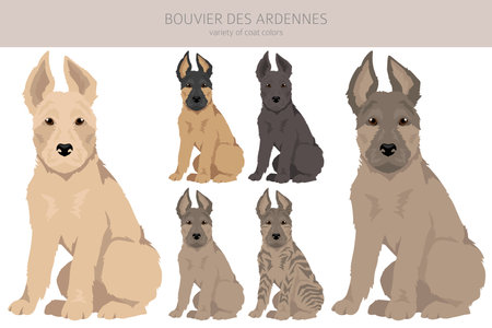 Bouvier des Ardennes puppy clipart. Different coat colors and poses set. Vector illustrationのイラスト素材