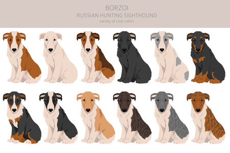 Russian hunting sighthound Borzoi puppy clipart. Different coat colors and poses set. Vector illustrationのイラスト素材
